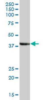 STOML2 purified MaxPab mouse polyclonal antibody (B01P)