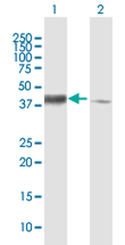 STOML2 purified MaxPab mouse polyclonal antibody (B01P)