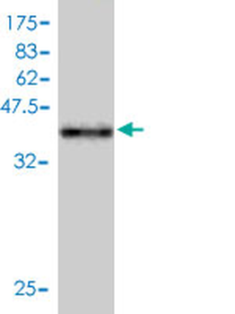 TAX1BP3 monoclonal antibody (M01), clone 4A10