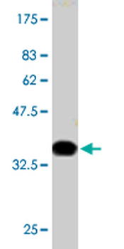 PIK3R4 monoclonal antibody (M03), clone 1G12
