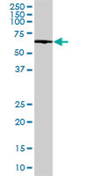 EHD3 monoclonal antibody (M01), clone 4B7