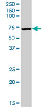 EHD3 monoclonal antibody (M01), clone 4B7