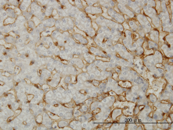 EHD3 monoclonal antibody (M01), clone 4B7