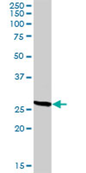 CD209 purified MaxPab rabbit polyclonal antibody (D01P)