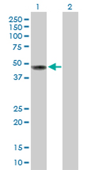 CD209 purified MaxPab rabbit polyclonal antibody (D01P)