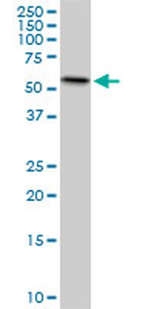 ERO1L monoclonal antibody (M01), clone 4G3