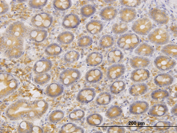 ERO1L monoclonal antibody (M01), clone 4G3