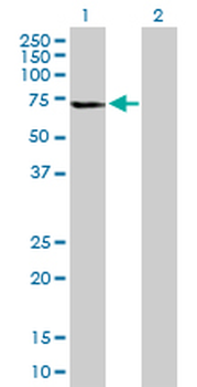 GLTSCR2 purified MaxPab mouse polyclonal antibody (B01P)