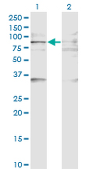 BAZ2B monoclonal antibody (M07), clone 2D10