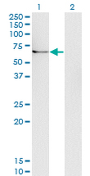 UBQLN1 monoclonal antibody (M02), clone 1C6-B7