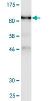 UBQLN1 monoclonal antibody (M02), clone 1C6-B7