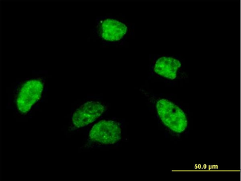ACF MaxPab mouse polyclonal antibody (B01)