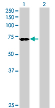 ACF MaxPab mouse polyclonal antibody (B01)