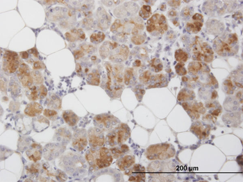 CLEC2D monoclonal antibody (M01), clone 4C7