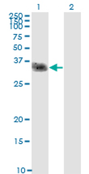 CLEC2D monoclonal antibody (M01), clone 4C7