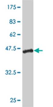 CLEC2D monoclonal antibody (M01), clone 4C7