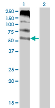 FLVCR monoclonal antibody (M05), clone 4B2