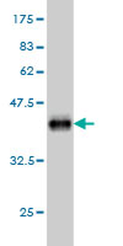 FLVCR monoclonal antibody (M05), clone 4B2