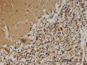 PCSK1N monoclonal antibody (M02), clone 1E9