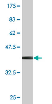 PCSK1N monoclonal antibody (M02), clone 1E9