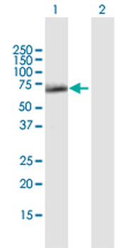 SESN1 purified MaxPab mouse polyclonal antibody (B01P)
