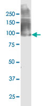 EIF2C2 monoclonal antibody (M01), clone 2E12-1C9