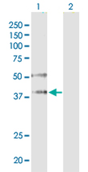 EIF2C2 monoclonal antibody (M01), clone 2E12-1C9