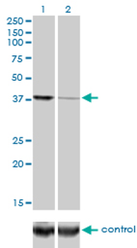 EIF2C2 monoclonal antibody (M01), clone 2E12-1C9