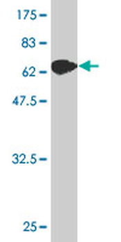 EIF2C2 monoclonal antibody (M01), clone 2E12-1C9