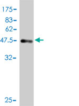 D4S234E monoclonal antibody (M01), clone 1C3