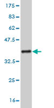 RNF11 monoclonal antibody (M01), clone 4G7