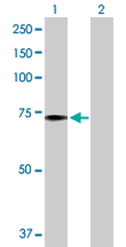 PABPC1 purified MaxPab rabbit polyclonal antibody (D01P)