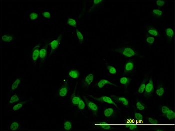 HEYL monoclonal antibody (M07), clone 1F6