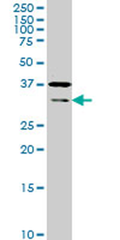 HEYL monoclonal antibody (M02), clone 4A11