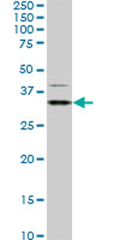 HEYL monoclonal antibody (M02), clone 4A11