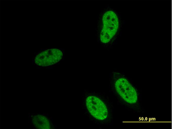 HEYL monoclonal antibody (M02), clone 4A11