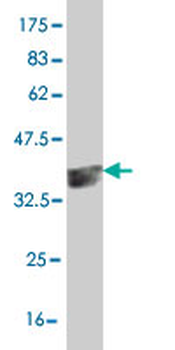 HEYL monoclonal antibody (M02), clone 4A11