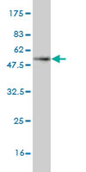 CLEC4E monoclonal antibody (M08), clone 2D12