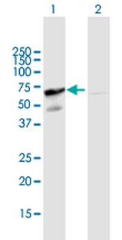 GORASP2 purified MaxPab mouse polyclonal antibody (B01P)