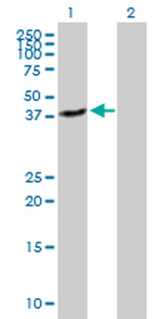 QPCT purified MaxPab mouse polyclonal antibody (B01P)