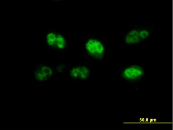 FBXO7 purified MaxPab mouse polyclonal antibody (B01P)