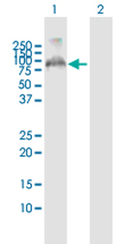 FBXO7 purified MaxPab mouse polyclonal antibody (B01P)