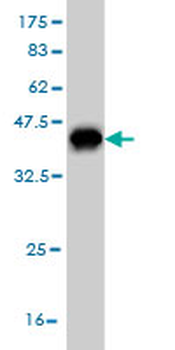NUP62 monoclonal antibody (M02), clone 2D3