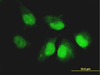 CASP14 monoclonal antibody (M01), clone 4C9