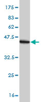 CASP14 monoclonal antibody (M01), clone 4C9
