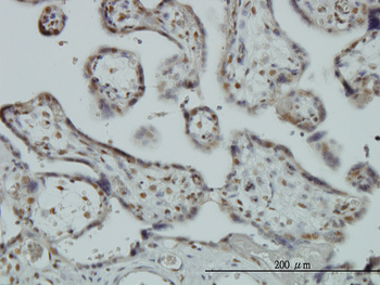 RBM9 monoclonal antibody (M01), clone 4G3