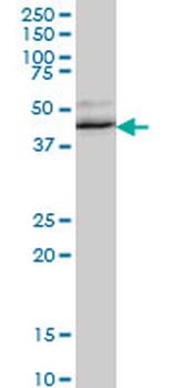 RBM9 monoclonal antibody (M01), clone 4G3