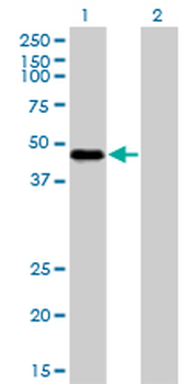 RBM9 monoclonal antibody (M01), clone 4G3