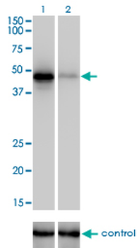 RBM9 monoclonal antibody (M01), clone 4G3