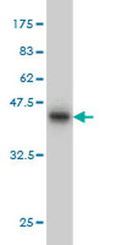 RBM9 monoclonal antibody (M01), clone 4G3